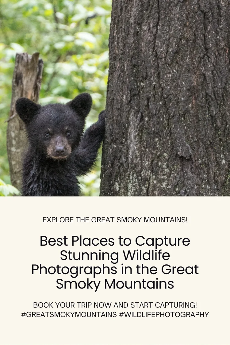 Best Places to Capture Stunning Wildlife Photographs in the Great Smoky Mountains