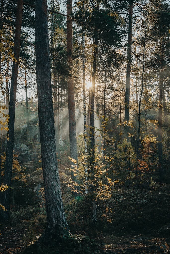 Sunlight peeking through trees in forest