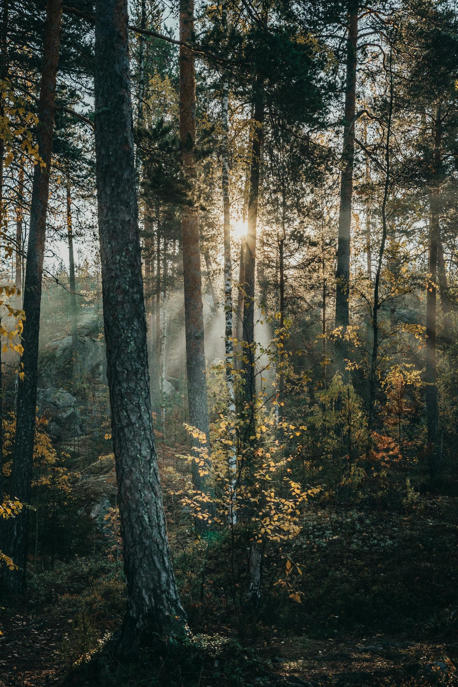 Sunlight peeking through trees in forest