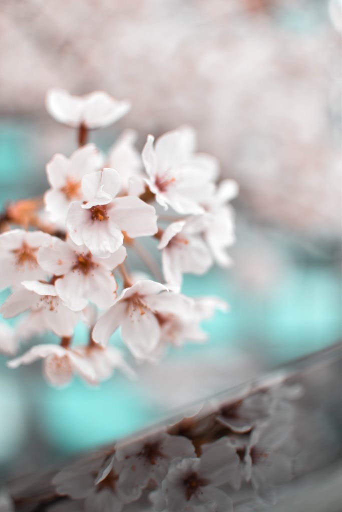 Beautiful close-up of blooming cherry blossoms in spring, capturing delicate petals and vibrant growth.