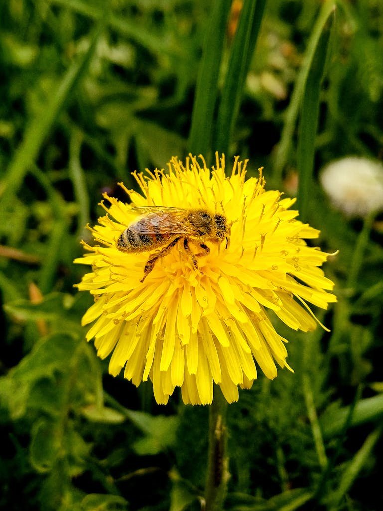 🐝