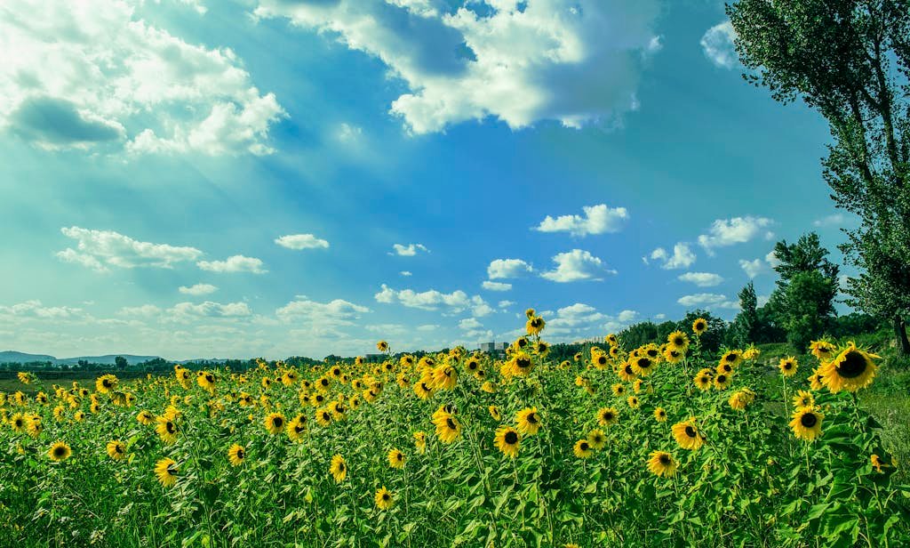 A beautiful sunflower field basking under a clear blue sky with scattered clouds.