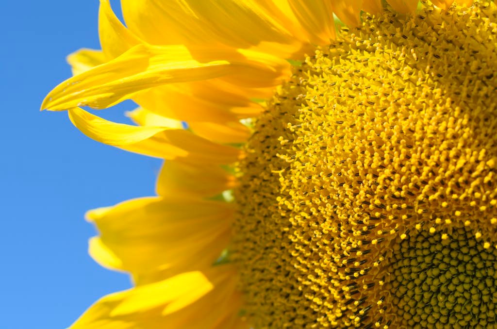 Bright sunflower detail against a clear blue sky, symbolizing summer and growth.