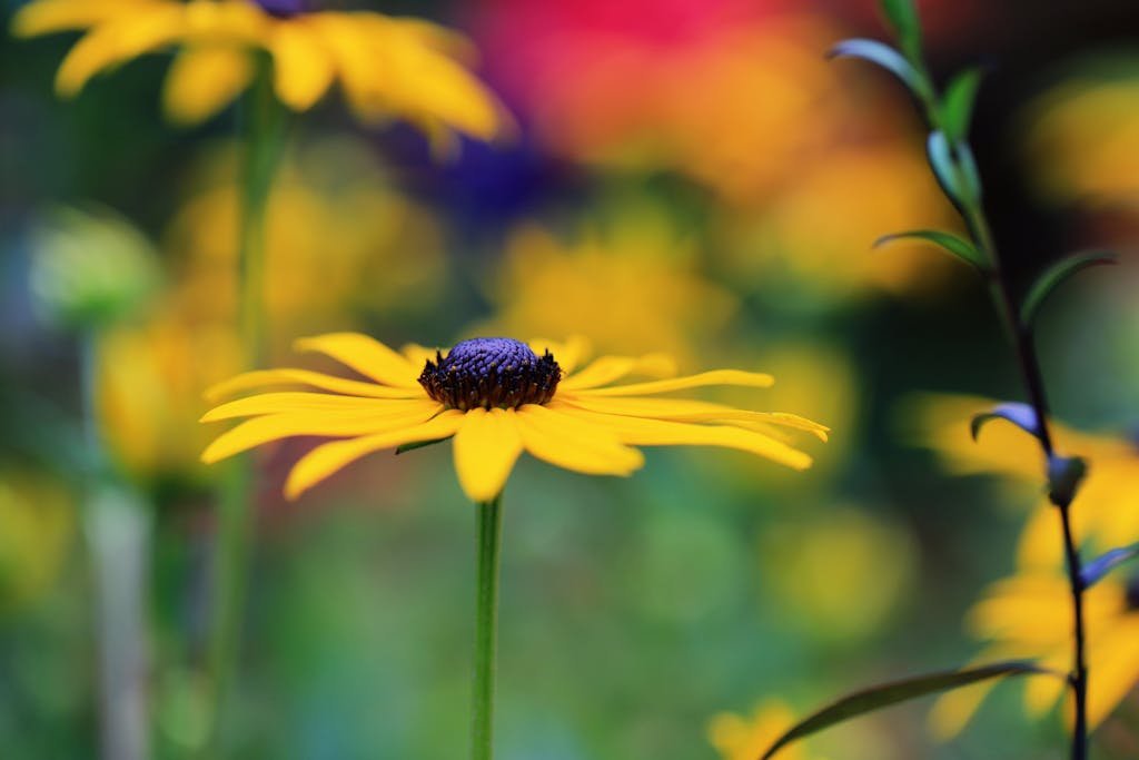 Bright yellow Black-Eyed Susan flower with blurred colorful background in a summer garden.