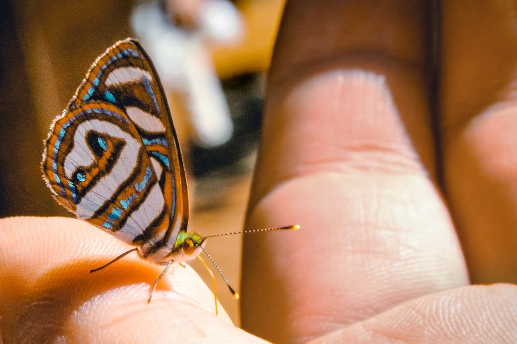 Intricate butterfly perched on a hand in Foz do Iguaçu, showcasing its vibrant wing patterns.