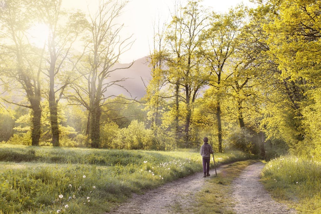 A serene scene of a person walking on a forest path surrounded by sunlit spring trees.