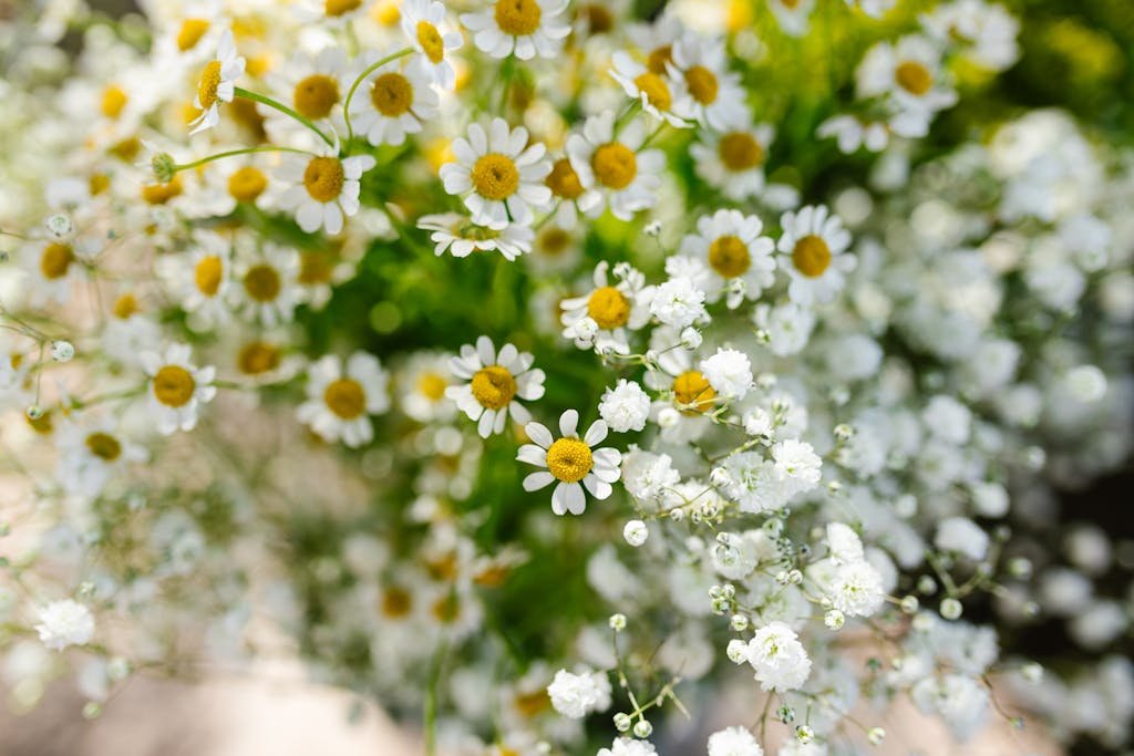 Beautiful close-up of daisies and baby's breath with a blurred background, perfect for floral enthusiasts.