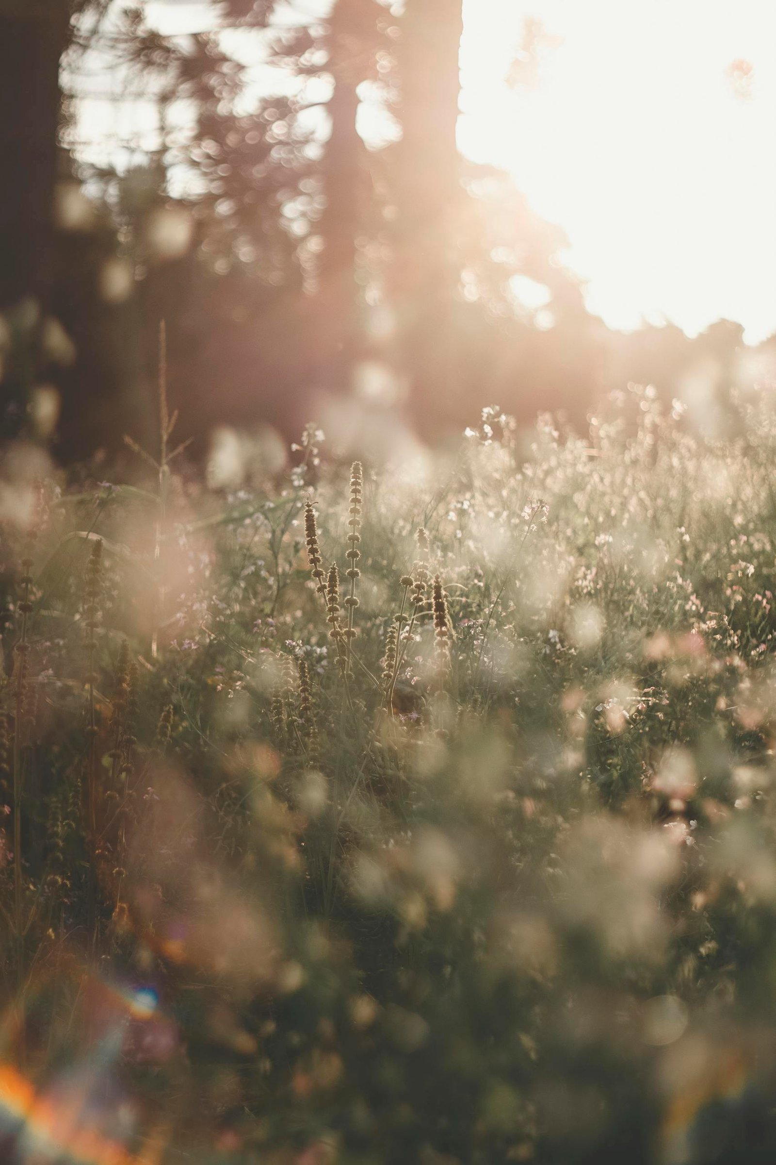 A beautiful wildflower field basking in the warm glow of sunlight, creating a dreamy bokeh effect.