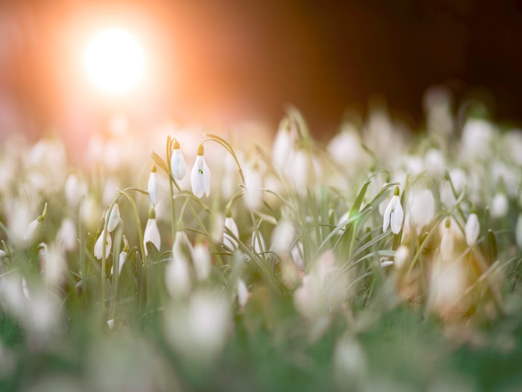 A serene field of snowdrops with the warm glow of sunrise, capturing the essence of spring in nature. Positive affirmations