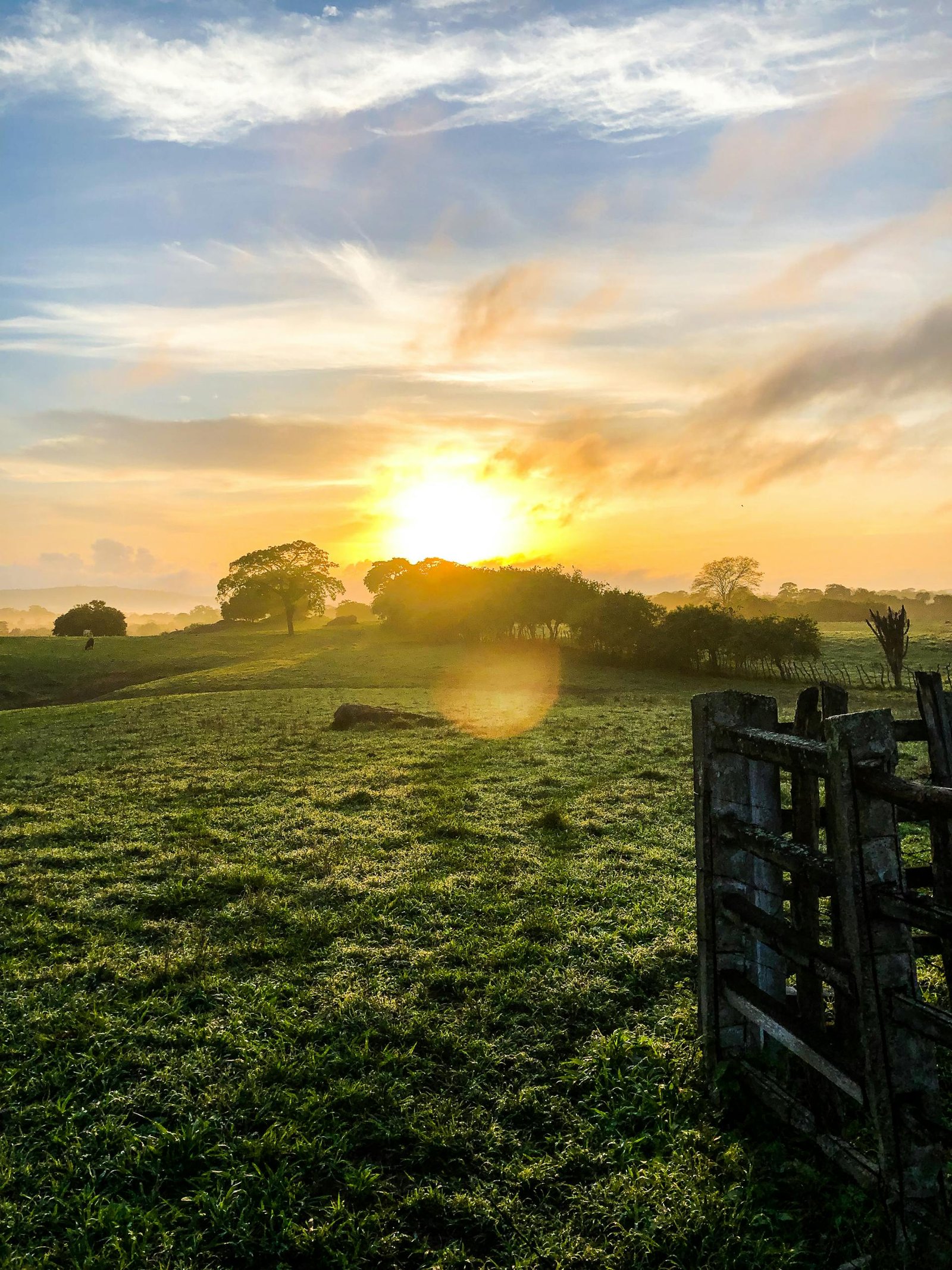 A serene sunrise over a lush, green meadow with trees and a rustic gate, capturing the peaceful rural landscape.