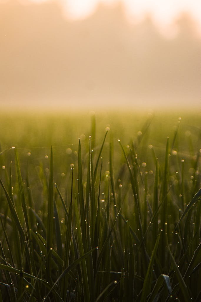 A tranquil scene of dewdrops resting on grass blades in a misty morning field, capturing the essence of nature in India.