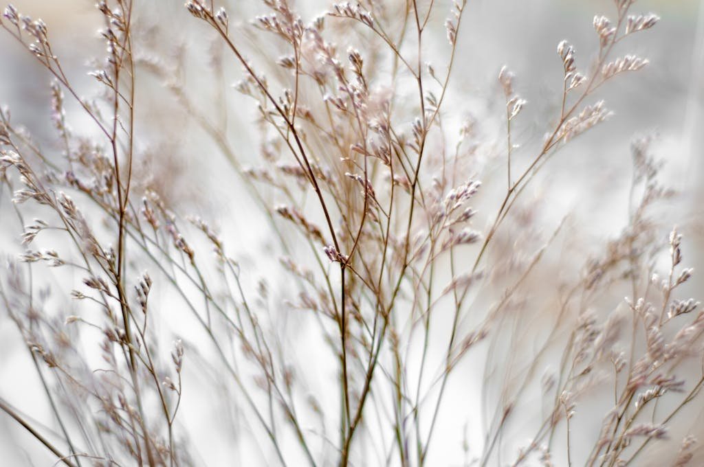 Close-up of baby's breath flowers with a soft and serene background.
