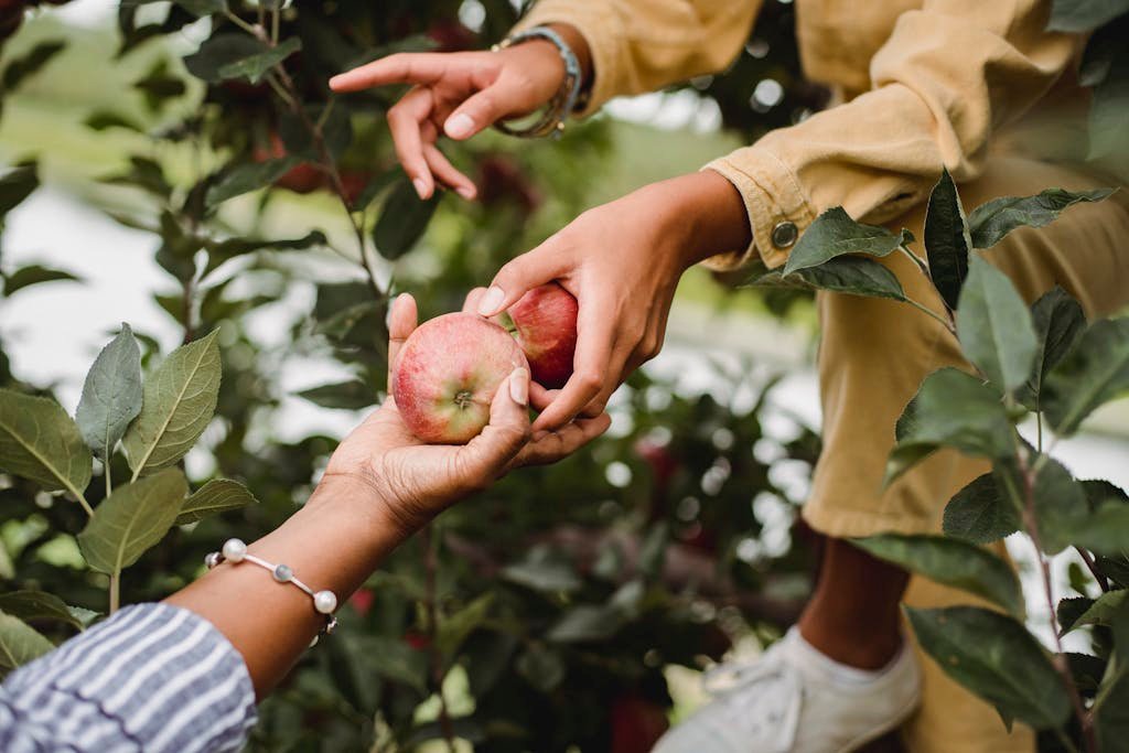 Crop anonymous ethnic female gardeners picking sweet fresh apples from tree on farmland in daylight
Best Fall Date Ideas for Couples in 2025: Cozy, Romantic & Fun