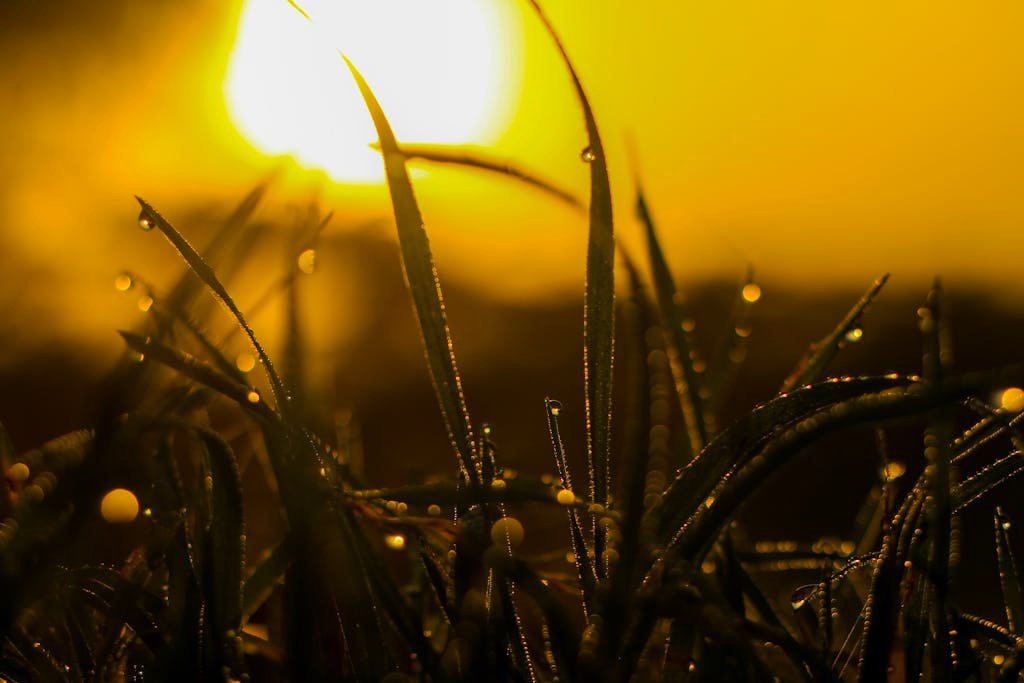 Close-up of dew-covered grass blades backlit by the warm glow of sunrise, creating a serene and vibrant scene.